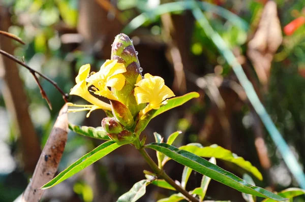 Hop-headed barleria erva tropical no parque — Fotografia de Stock