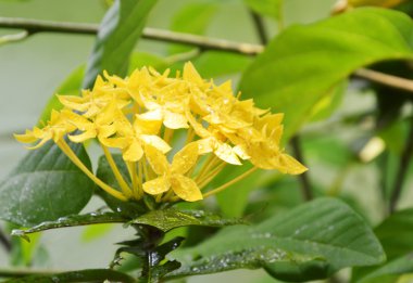 dalı bahçede sarı mahs