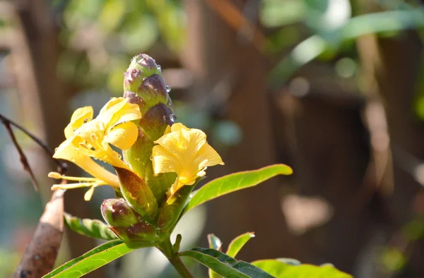 Hop-headed barleria tropisch kruid in de tuin — Stockfoto