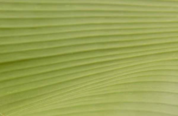 Banana leaf vonal textúra és a háttér — Stock Fotó