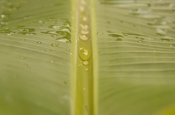 Wassertropfen rollen auf frischem Bananenblatt — Stockfoto