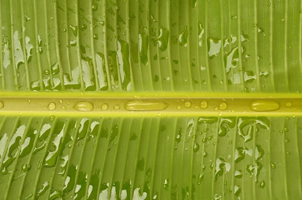 Goccia d'acqua che rotola su foglia di banana fresca — Foto Stock