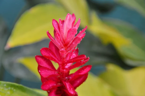 Красный галангальный цветок в саду — стоковое фото