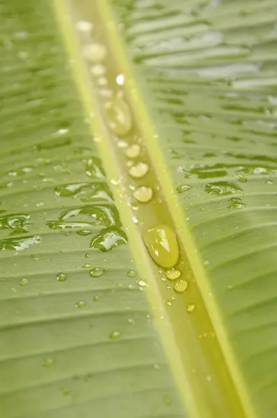 Wassertropfen rollen auf frischem Bananenblatt — Stockfoto