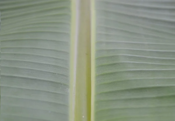 Tekstur banana baris baris dan latar belakang — Stok Foto