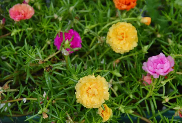 Розовый мох в саду — стоковое фото