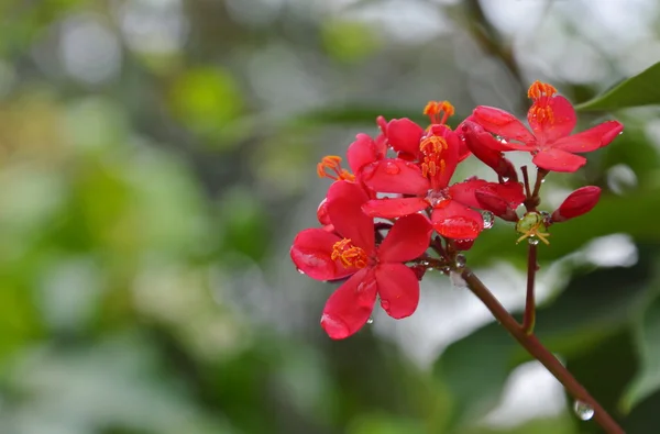 Peregrina rouge fleur tropicale dans le jardin — Photo