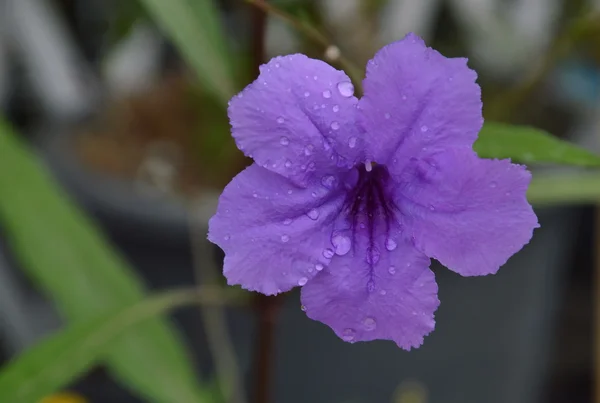 Planta de galleta flor tropical en el jardín — Foto de Stock