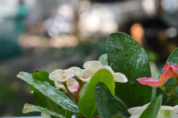 Dornenkrone chinesische heilige Blume im Garten — Stockfoto