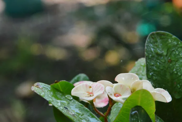 Gota de spray de água na coroa de espinhos no jardim — Fotografia de Stock