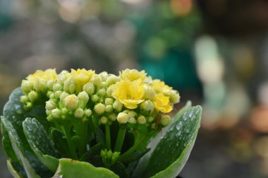 bahçede sarı Flaming Katy