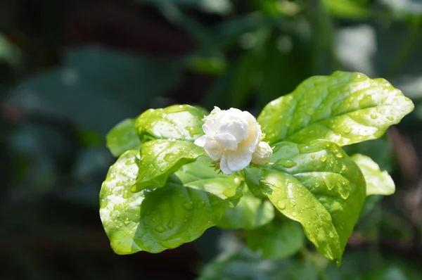 White jasmine on branch in garden — Stock Photo, Image