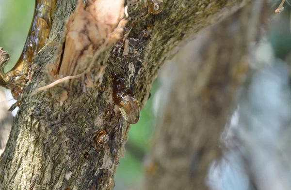 Flujo de resina en el árbol en el jardín —  Fotos de Stock