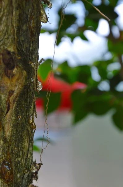 Gum tree in park — Stock Photo, Image