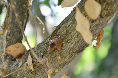 sakız ağacı tuzakta ölmüş hata