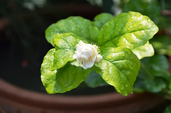 Jasmin sur branche en pot de fleurs — Photo