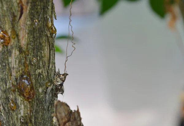 Resin flow on tree in park — Stock Photo, Image