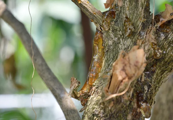 Gum tree in park — Stock Photo, Image