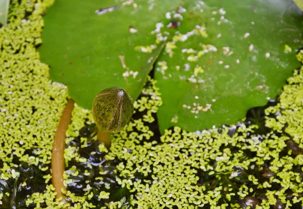 Unga näckros lotusblomma återfödas i poolen — Stockfoto