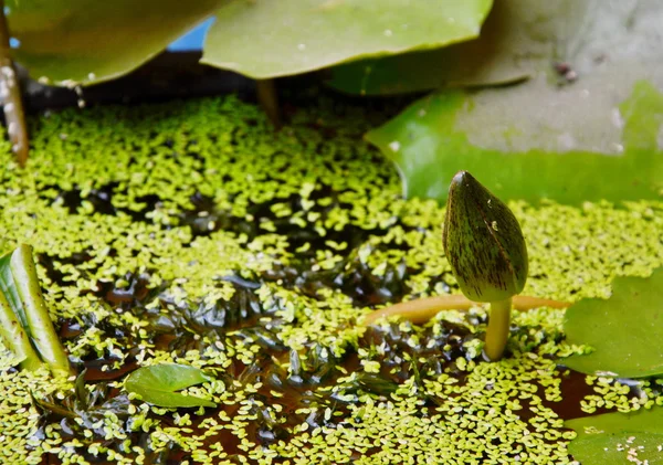 Молодой цветок лилии лотоса возрожденный с поверхности воды — стоковое фото