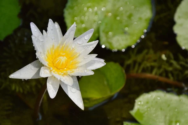 Білий лотос квітка лілії на басейні — стокове фото
