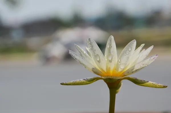 White lotus water lily flower bloom in park — Stock Photo, Image