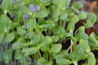 Ayçiçeği filiz büyümek plastik şişede