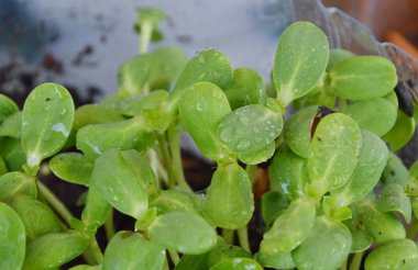 Ayçiçeği filiz büyümek plastik şişede