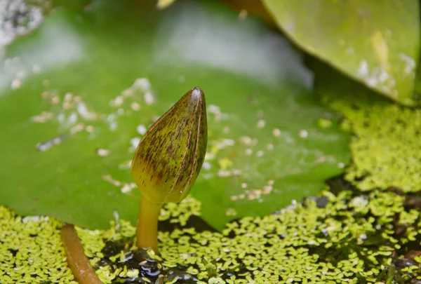 Mladí lotus leknín květ znovuzrození z vodní hladiny — Stock fotografie