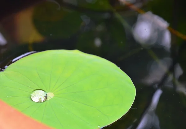 Drop of water rolling on lotus leaf — Stock Photo, Image