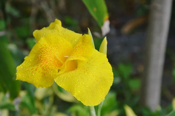 Canna lirio flor de agua tropical en el jardín — Foto de Stock