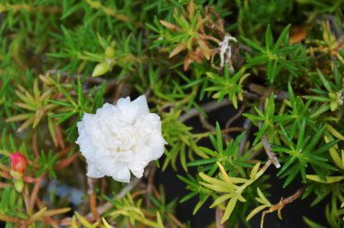 beyaz gül moss Bahçe