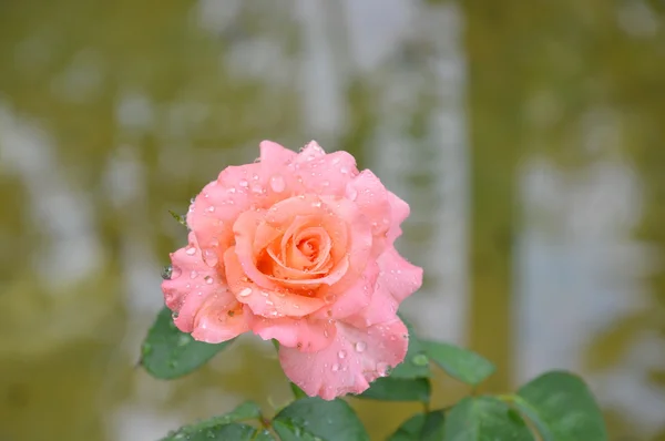 Roses bloom in the garden — Stock Photo, Image