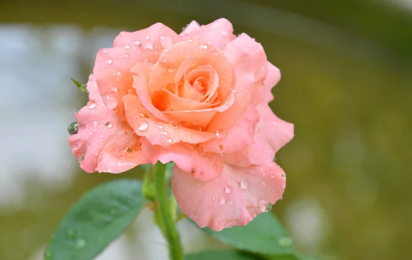 Roses bloom in the garden — Stock Photo, Image