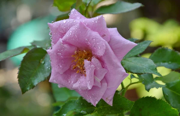 Purple rose bloom in the garden — Stock Photo, Image