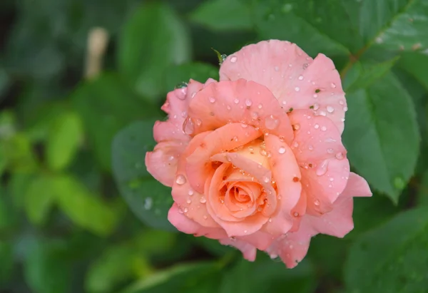 Rosas florescem no jardim — Fotografia de Stock