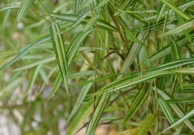 Bambu çit herb bahçe içinde kedi besleme için