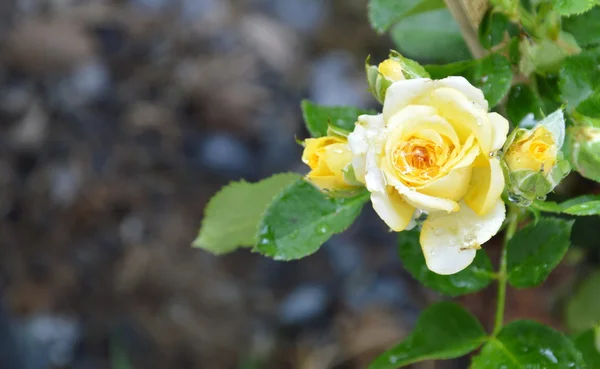 Yellow rose blooming in the garden — Stock Photo, Image