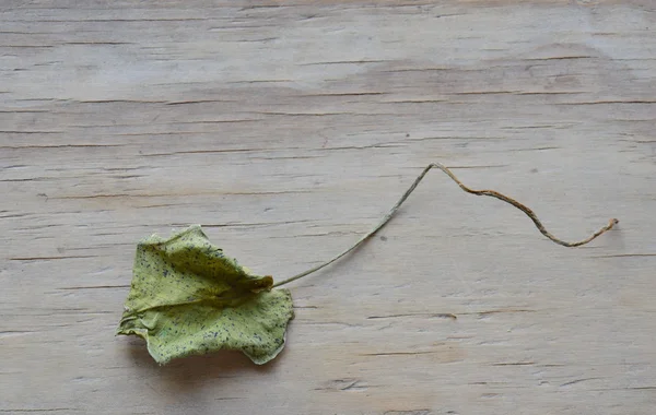 Dry lotus leaf on wooden board — Stock Photo, Image