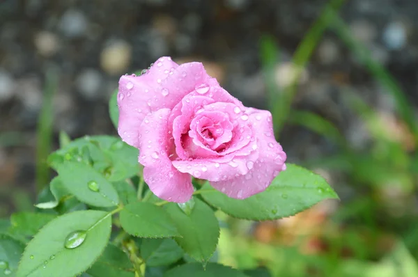 Purple rose bloei in de tuin — Stockfoto