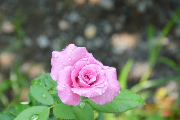 Rose fleurissant dans le parc — Photo