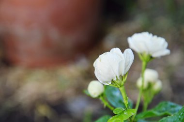 beyaz yasemin bahçede çiçek açan