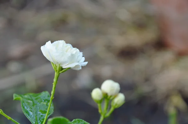 White jasmine blooming in the garden — Stock Photo, Image