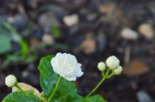 Jasmin blommande i parken — Stockfoto