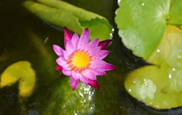 Фіолетовий лотос квітучий в глиняному басейні води — стокове фото