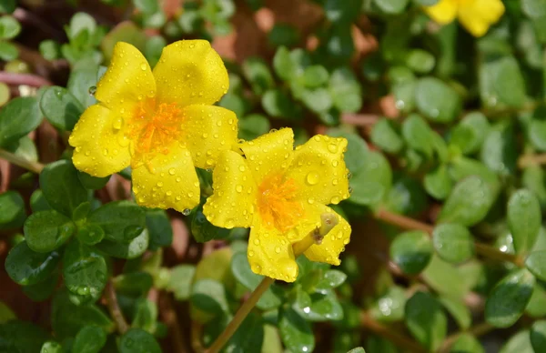 Rose sauge jaune fleurissant dans le jardin — Photo