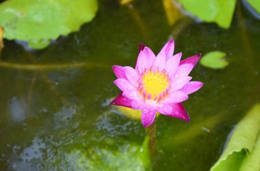 su üzerinde çiçek lotus