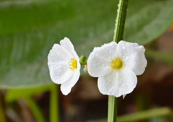 Punta de flecha flor de agua del Amazonas en el jardín — Foto de Stock