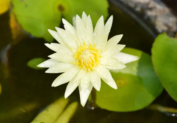 Gul lotus i lera vattenbehållaren — Stockfoto
