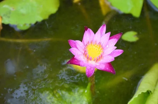 Lotus blommar på vattnet — Stockfoto